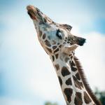 BREC's Baton Rouge Zoo