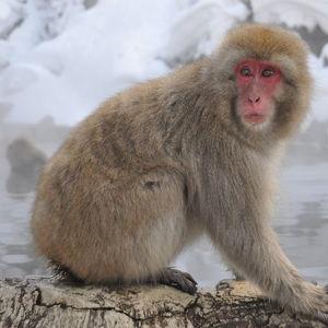 Visit to Jigokudani Park to see the Snow Monkeys