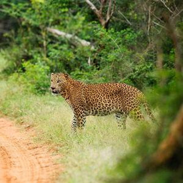 Leopard Safari Game Drives