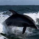 Private only Dolphin Boat tour