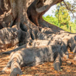 Moreton Bay Fig Tree