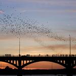 South Congress Bridge - Bat Observation