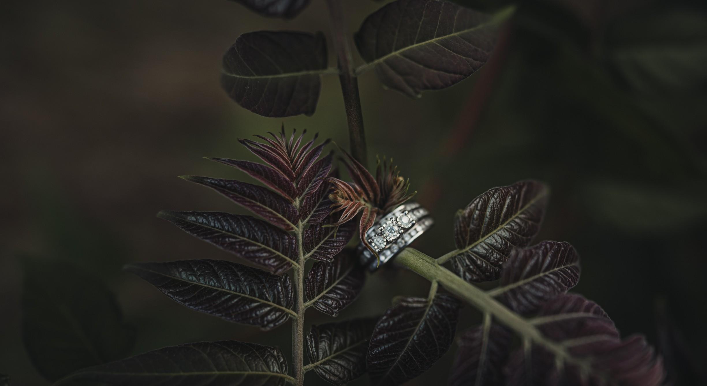 The Wedding Website of Shalisha Hunt and Nathan Ambroson