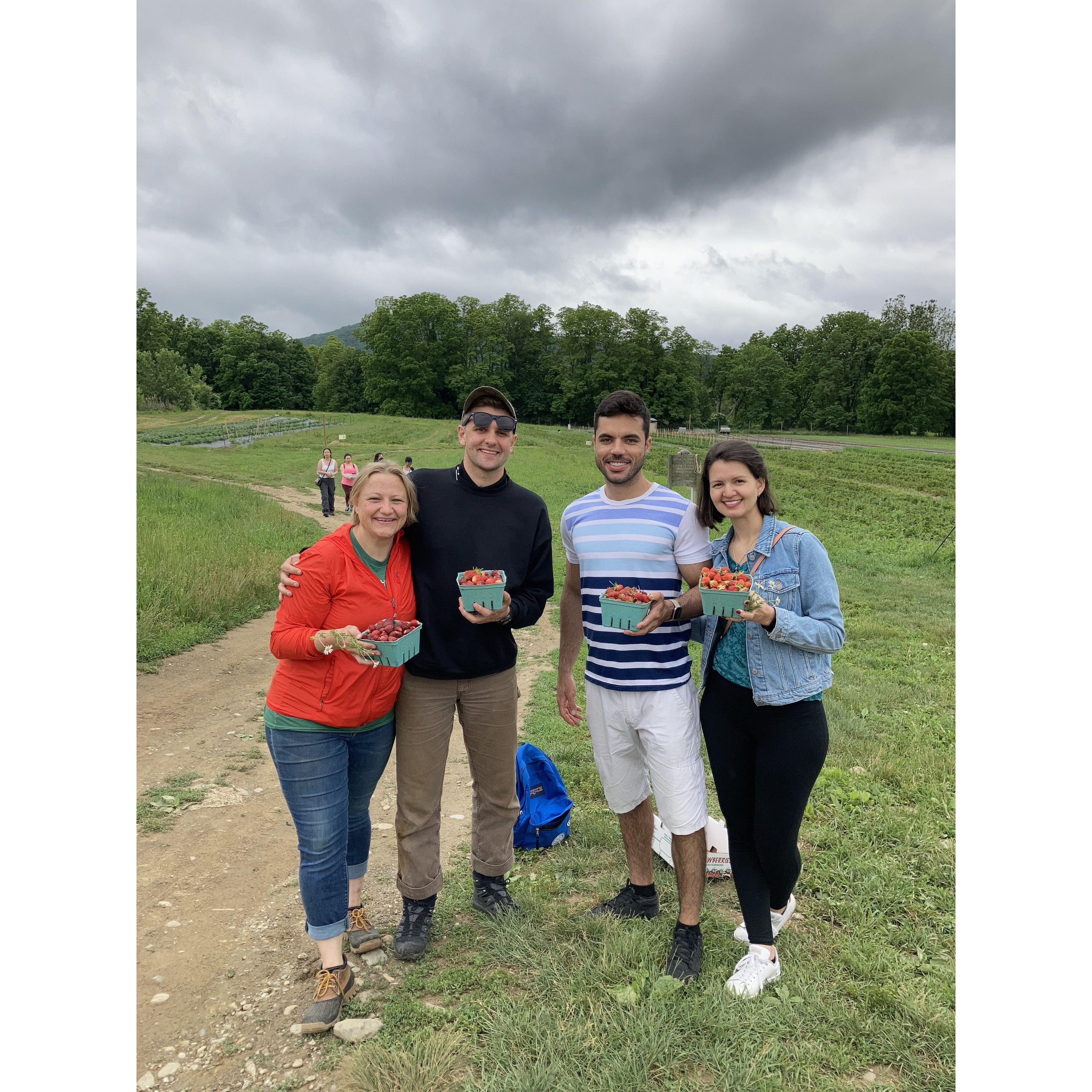 Strawberry picking at Fishkill Farms
