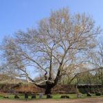 Pinchot Sycamore Tree & Bridge