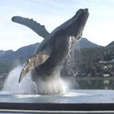 Tahku: The Whale Sculpture