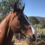 Bibby Ranch (Horseback Riding Lessons & Boarding)
