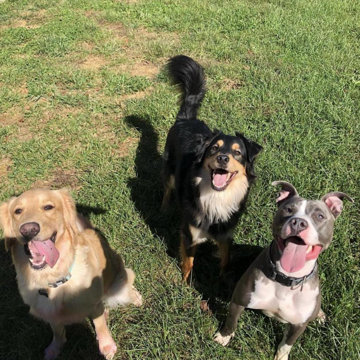 Sophie, Gunner and Diesel
"The Ploski Pups"