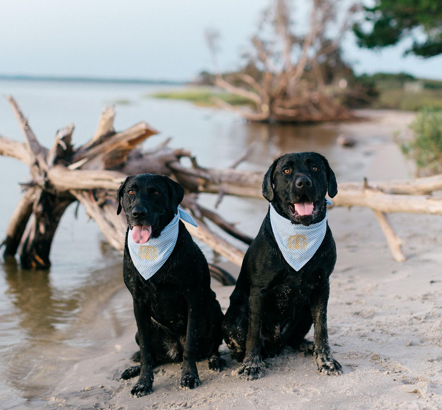 The Wedding Website of ASHLYN SOLES and TREY ARMSTRONG