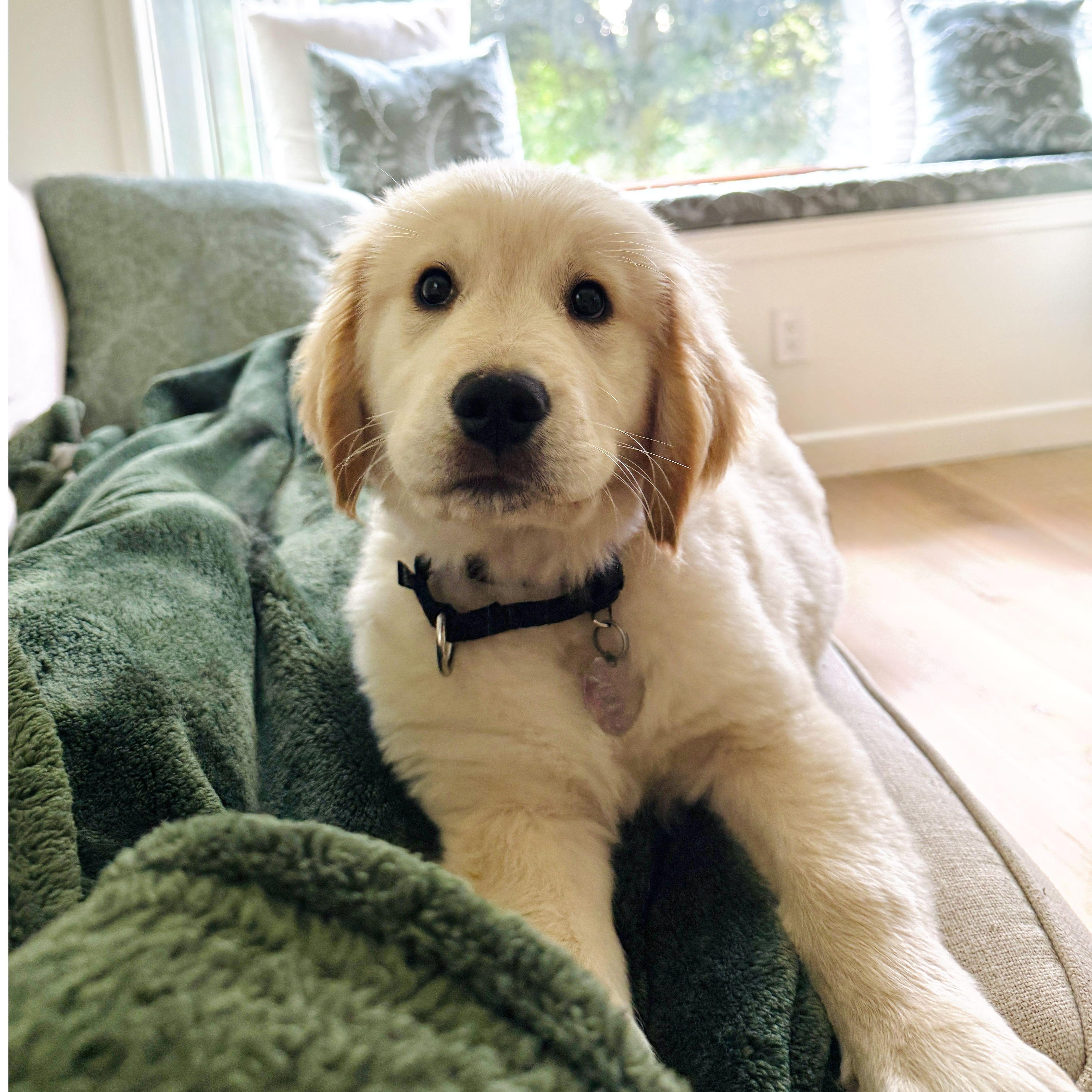 Lenny will grow up to be a service dog through Paws for a Cause.