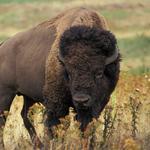 Northwest Trek Wildlife Park
