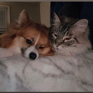 Pet Fund
