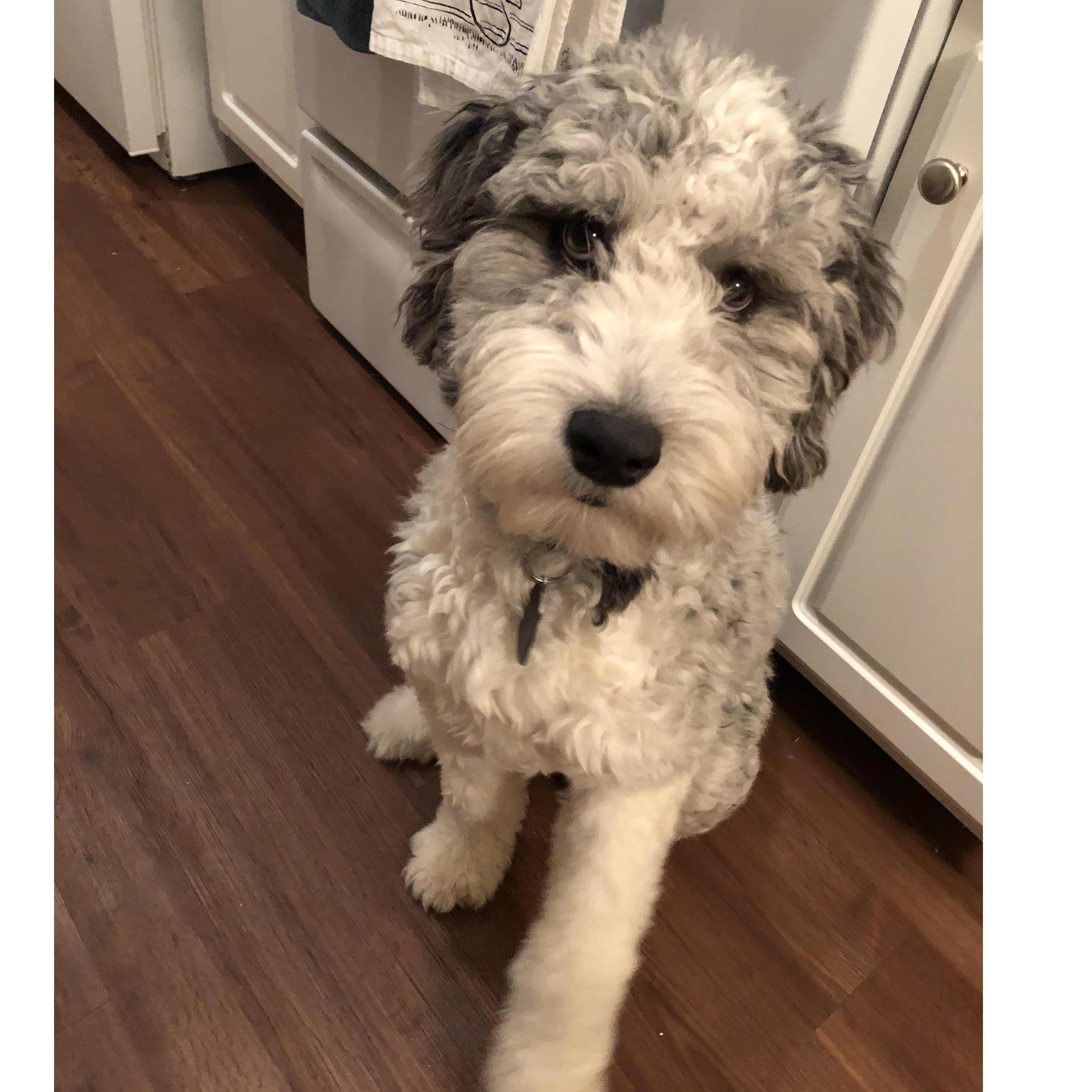 Zeus