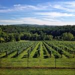 Wineries in Middleburg