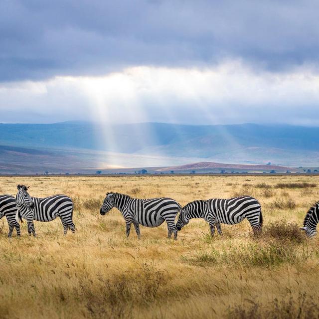 Safari in the Mombo Concession