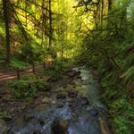 Forest Park
