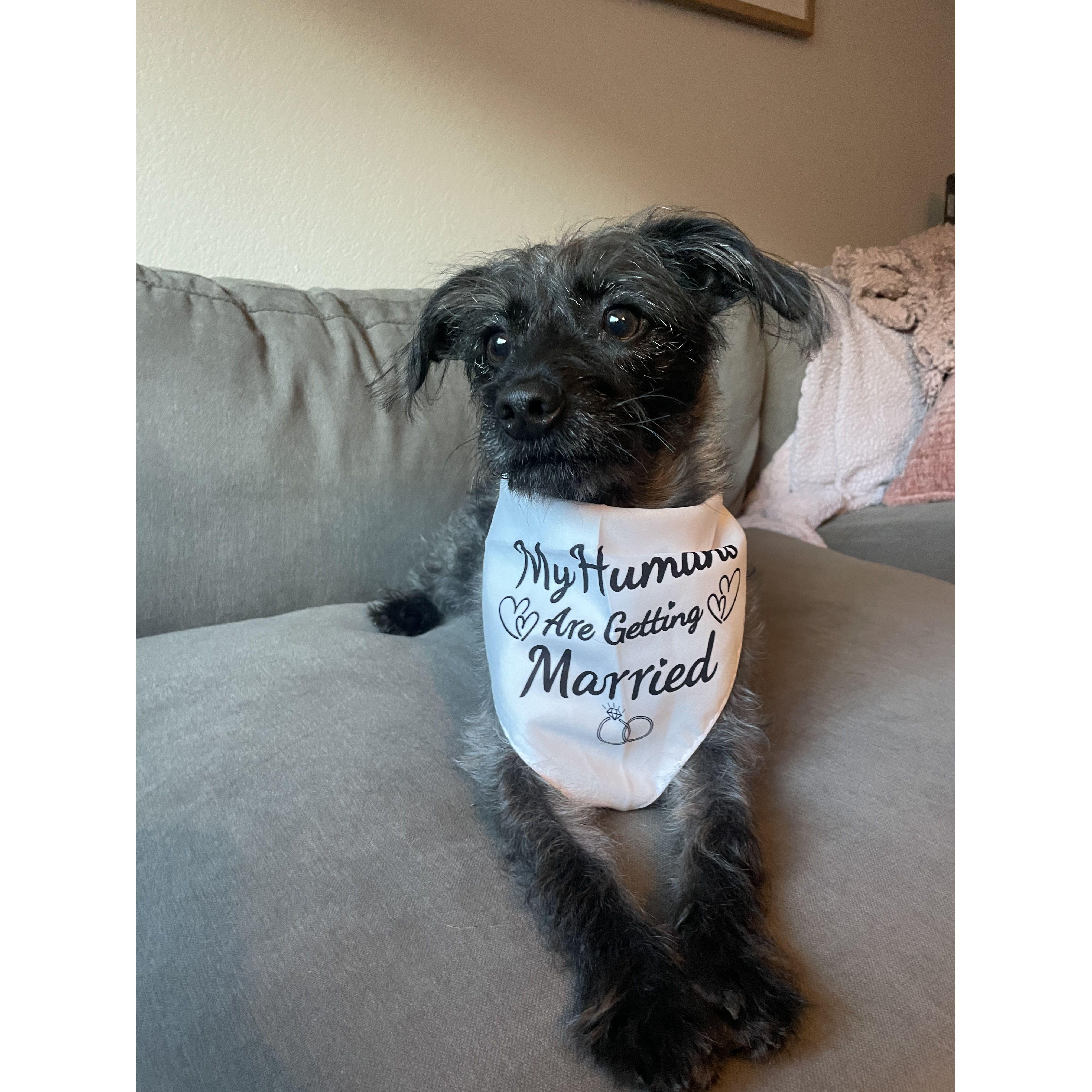 Pepper’s humans are getting married!