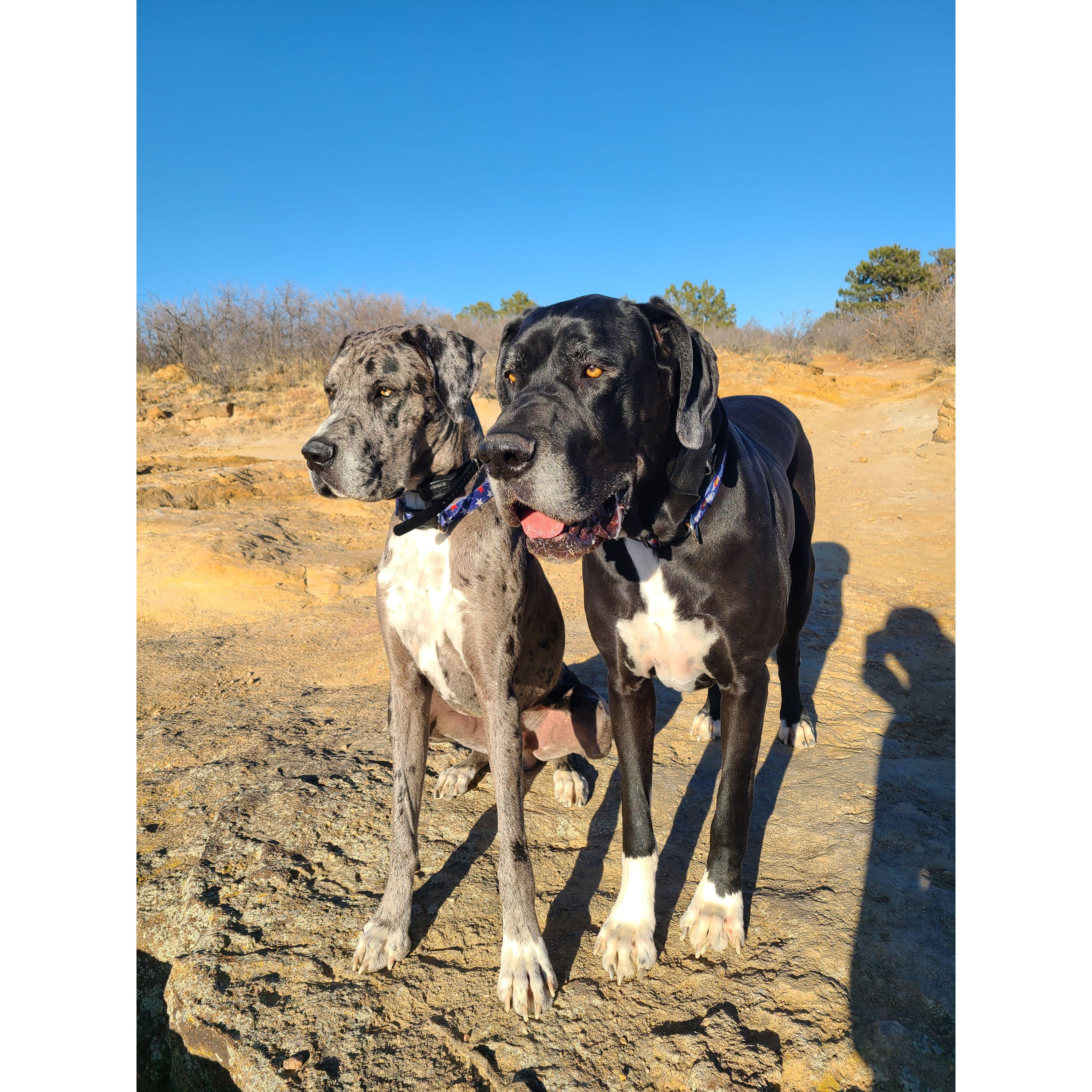 Hiking with the puppies!