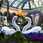 Bellagio Conservatory & Botanical Gardens