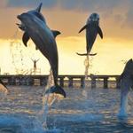 Dolphin Discovery Center