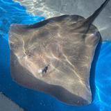 Florida Keys Aquarium Encounters