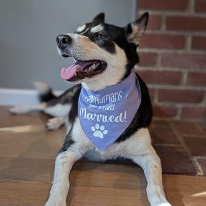 Help Dog Sit During Our Honeymoon