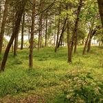 Four Mile Point Preserve