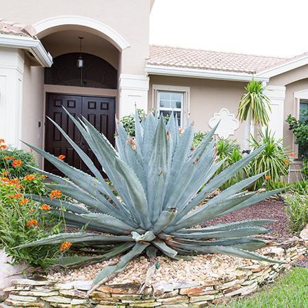 Blue American Agave Plant Agave americana