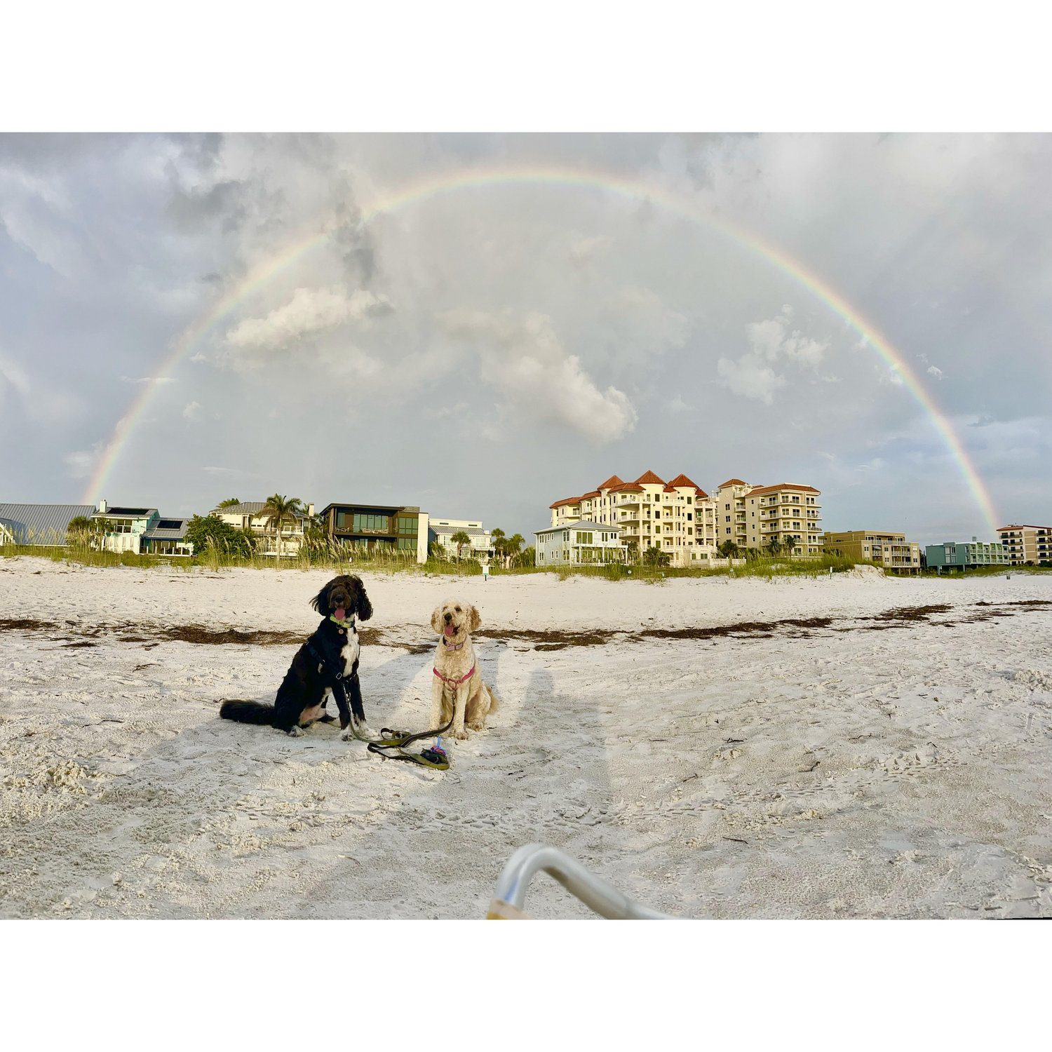 06.14.2024 - Beach pups!