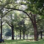 The Grove