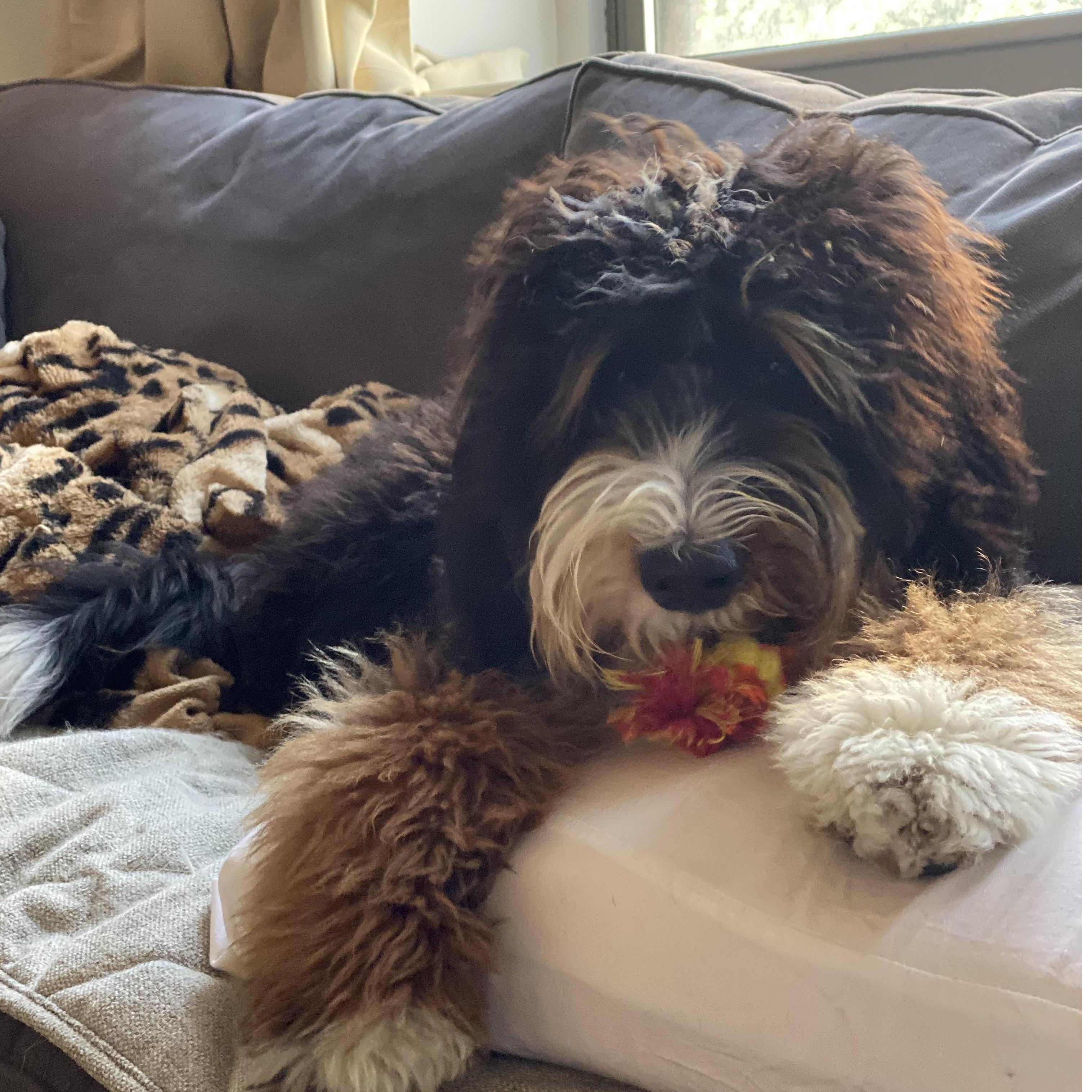 Our second fur baby! March 2019