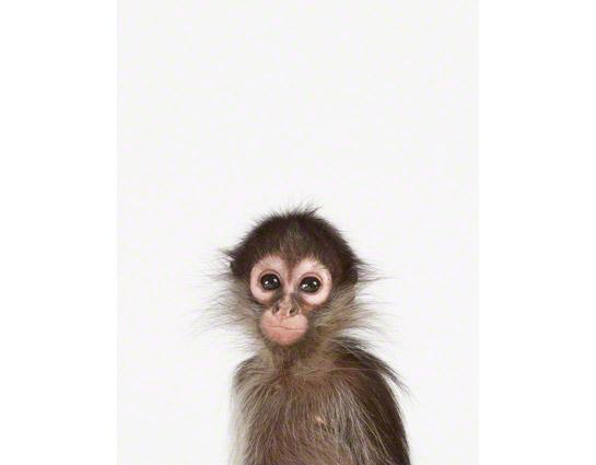 Baby Monkey Little Darling