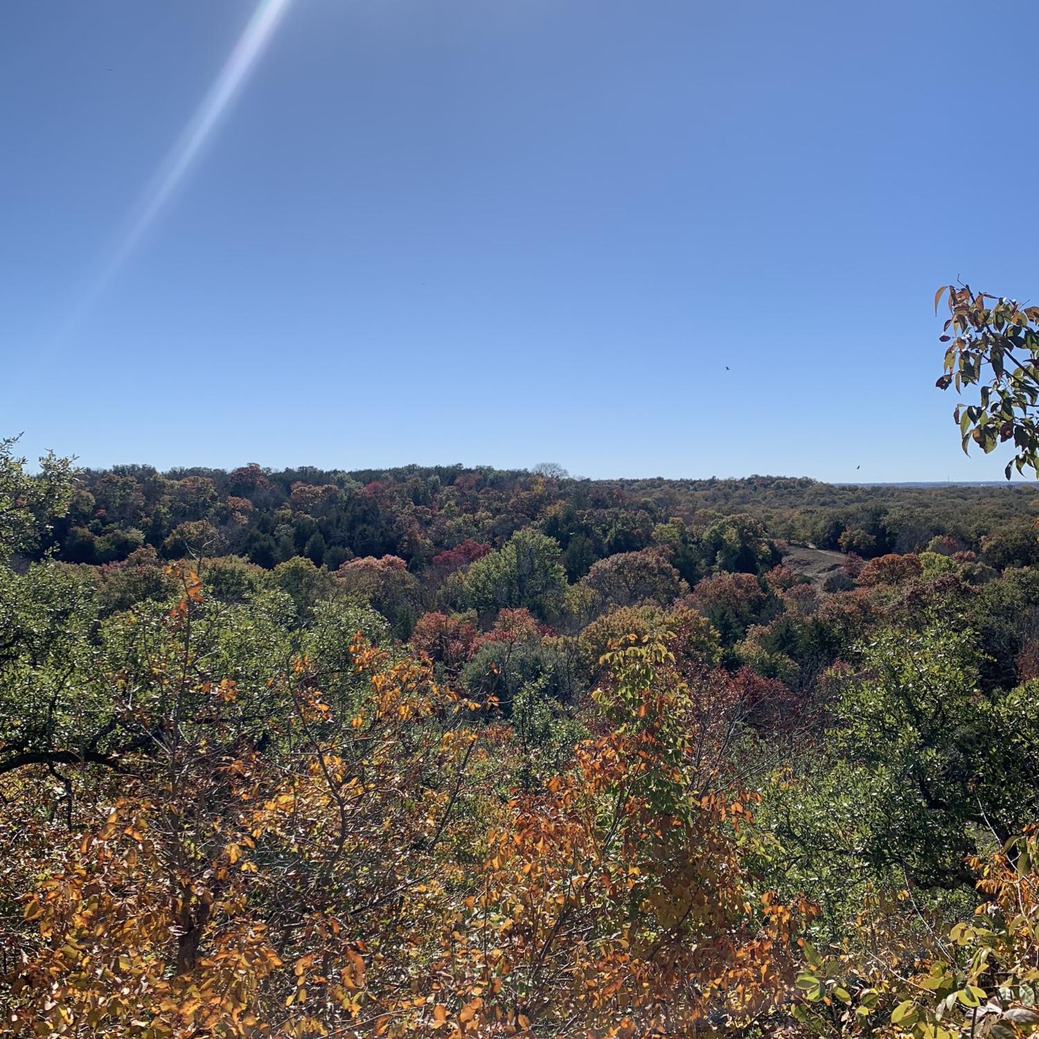 Our second date / first hike together. I (Jared) really wanted to get a pic together but was afraid it was “too soon” so I took a photo of these trees instead.