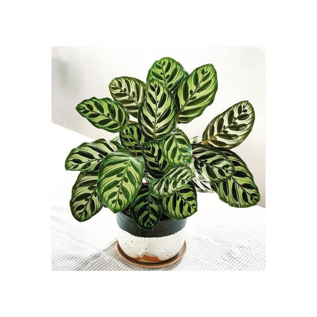 6" Calathea Peacock Plant - National Plant Network