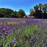 Lavender By The Bay Calverton