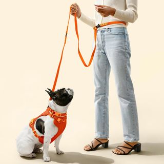Luna Small 6-in-1 Waterproof Hands-Free Leash & Collar