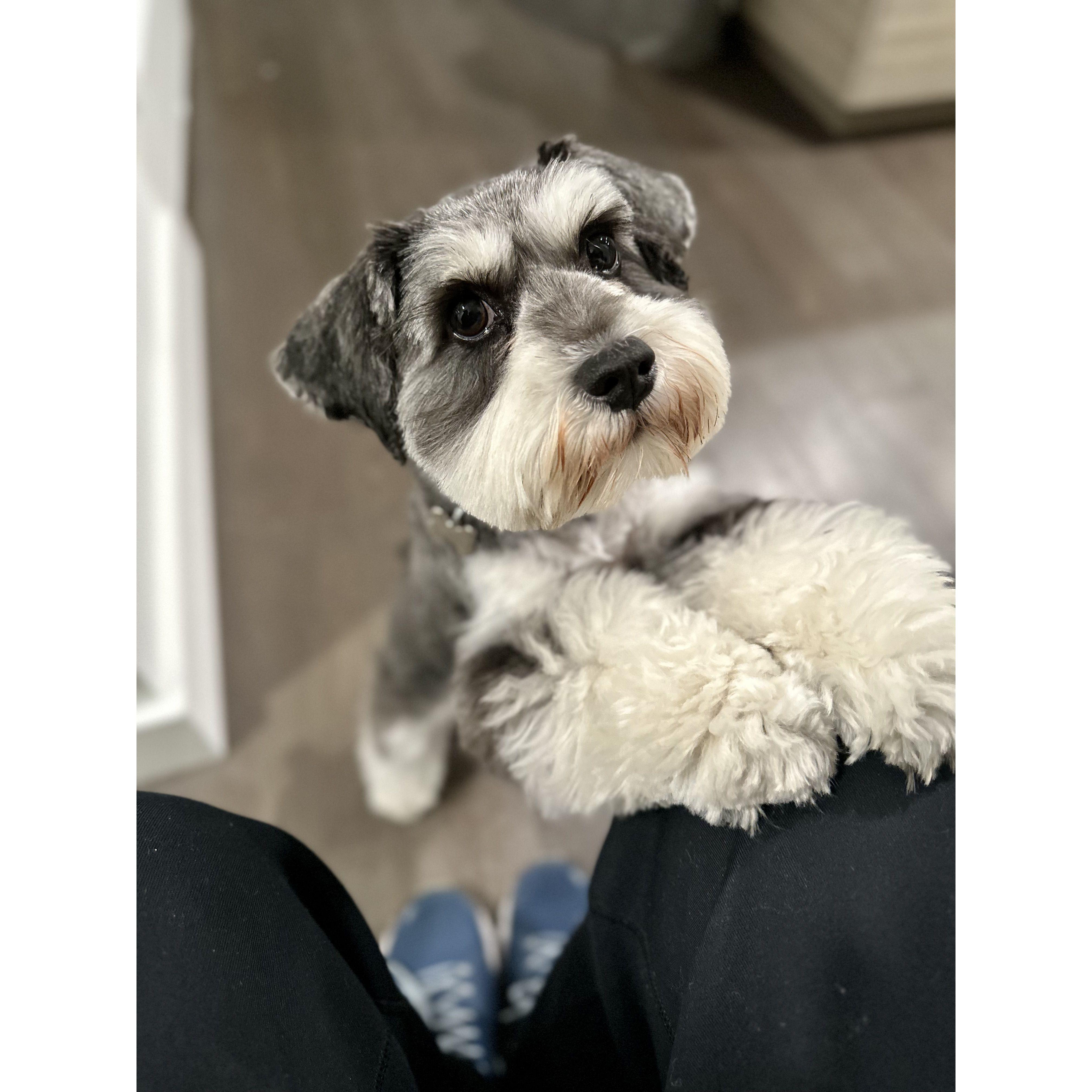 Got a treat for me? (2021): Mila the Miniature Schnauzer loves humans more than other canines, and is "treat-motivated" according to her puppy trainer :D
