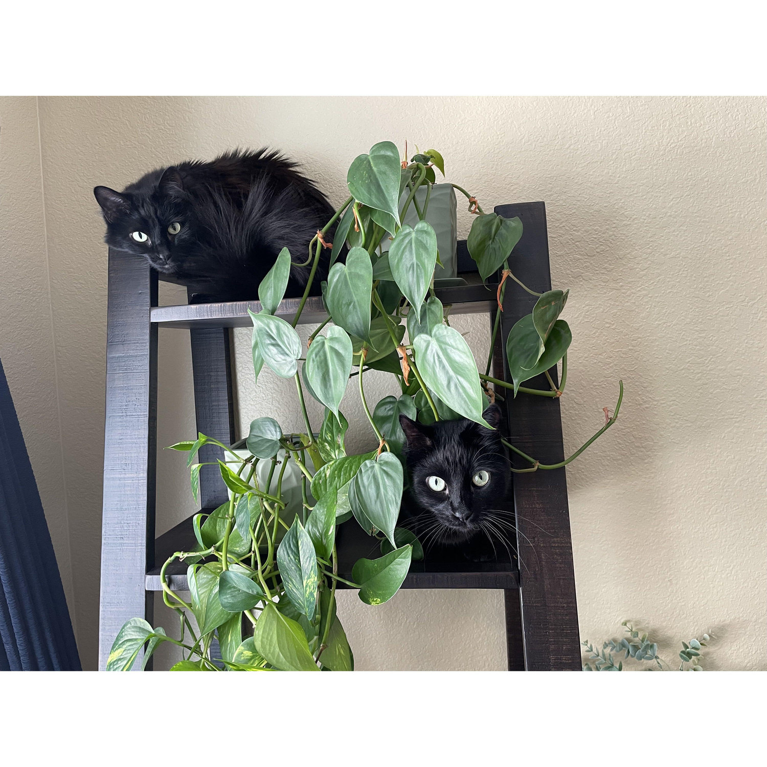 idk they're just cuties :) 
(zula top, romeow bottom)