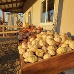 P and M Pumpkin Ranch, LLC