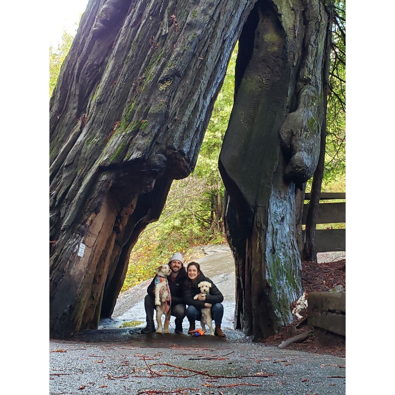 Redwoods 2021