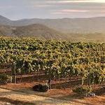 Plethora of Wineries Surrounding the Area