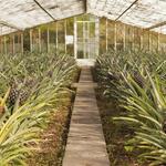 Plantação Ananases A Arruda