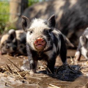 Animal Sanctuary