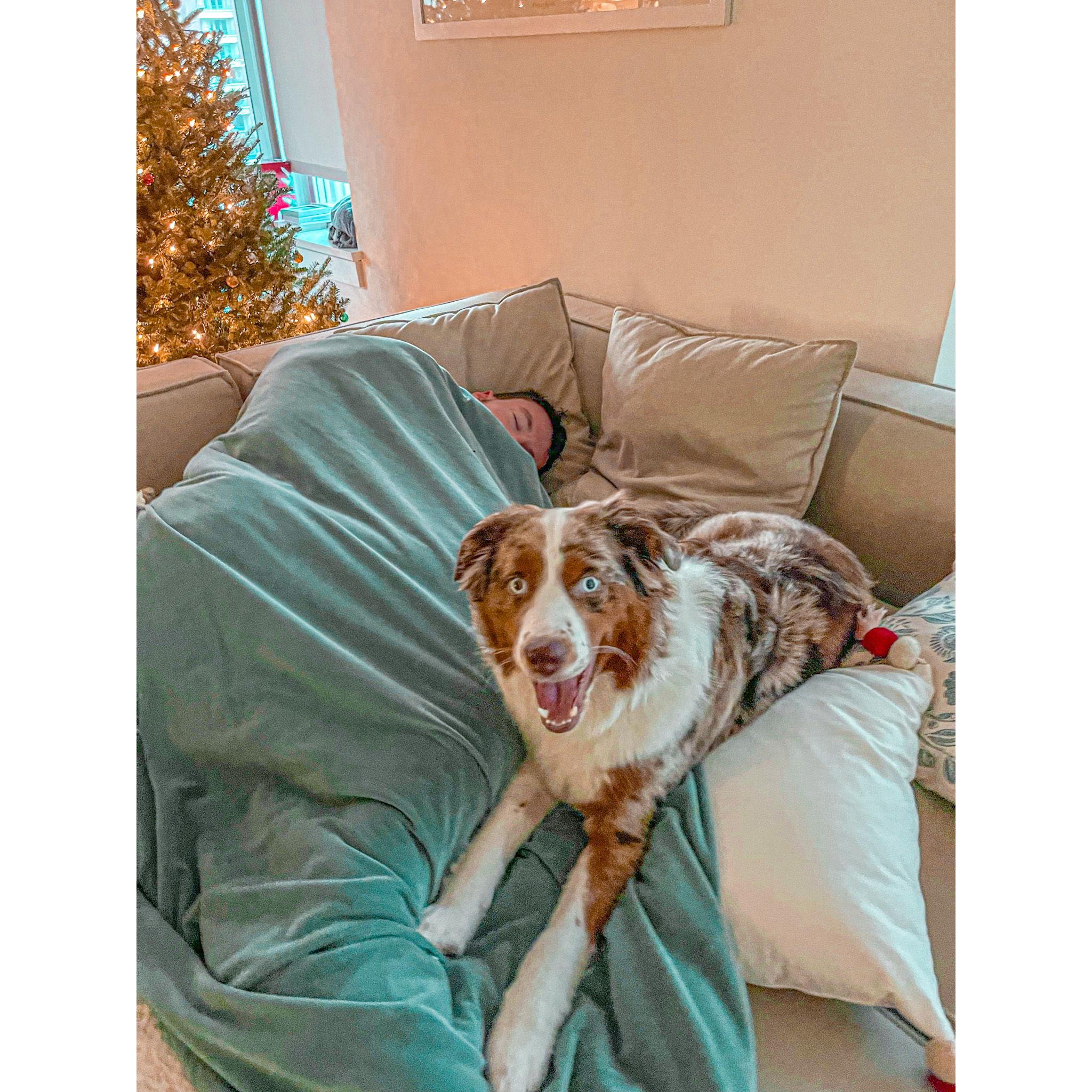 Covid Christmas 2021 - Rush was clearly devastated about his two weeks of our undivided attention.