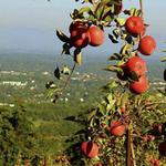 Carters Mountain Orchard