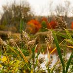Tifft Nature Preserve