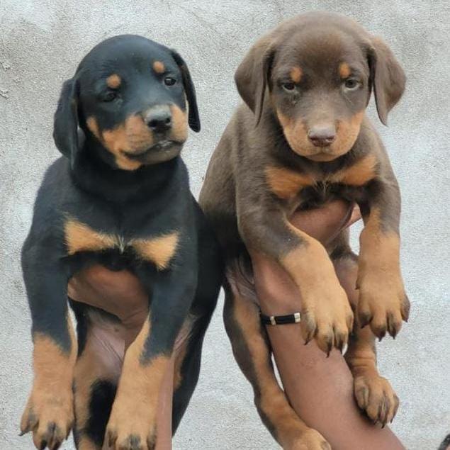 Doby Puppy Fund 🐾