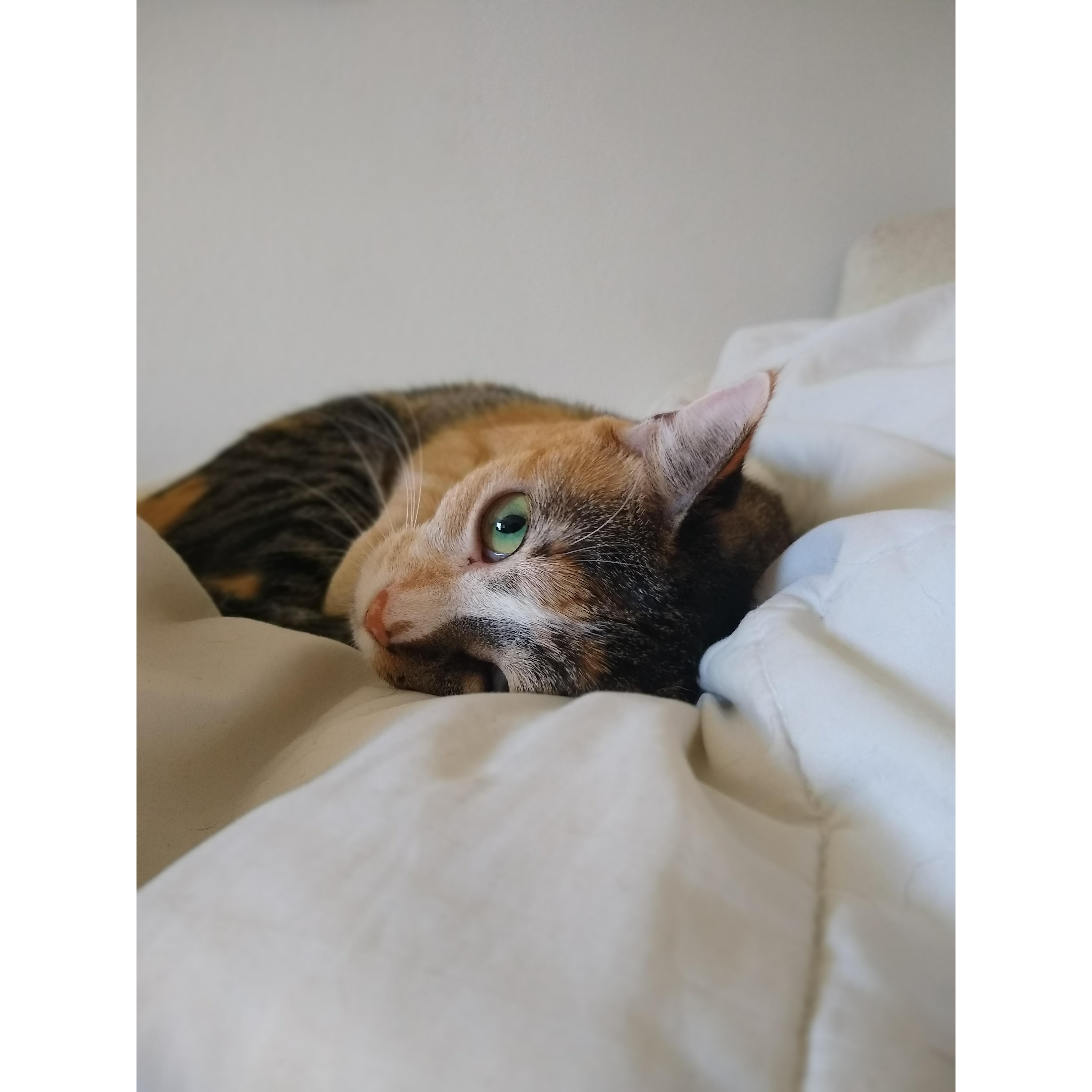 Ariana, technically our roommate's cat, but we found her on Marissa's family's farm.