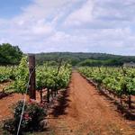 Fall Creek Vineyards in Driftwood