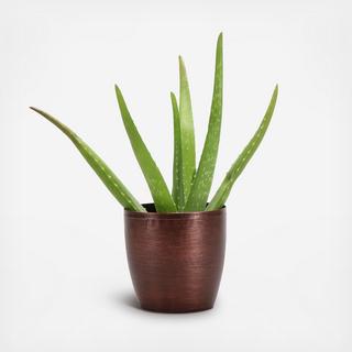 Aloe Vera Plant